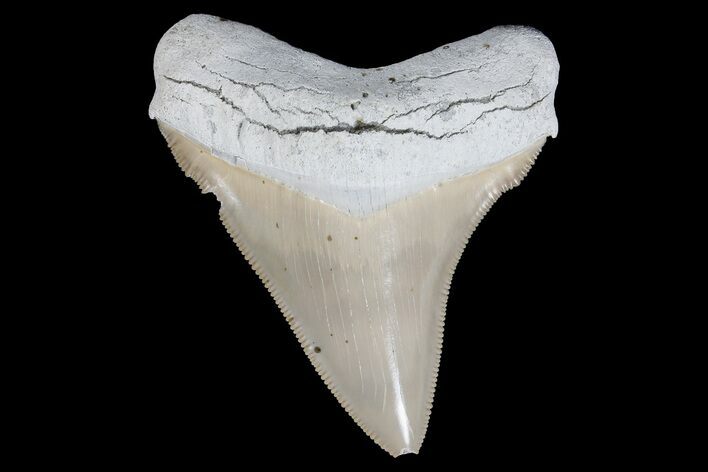 Serrated, Fossil Megalodon Tooth - Aurora, North Carolina #179784